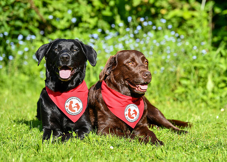 Das Foto zeigt zwei Therapiehunde des DRK Stuttgart