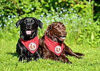 Das Foto zeigt zwei Therapiehunde des DRK Stuttgart